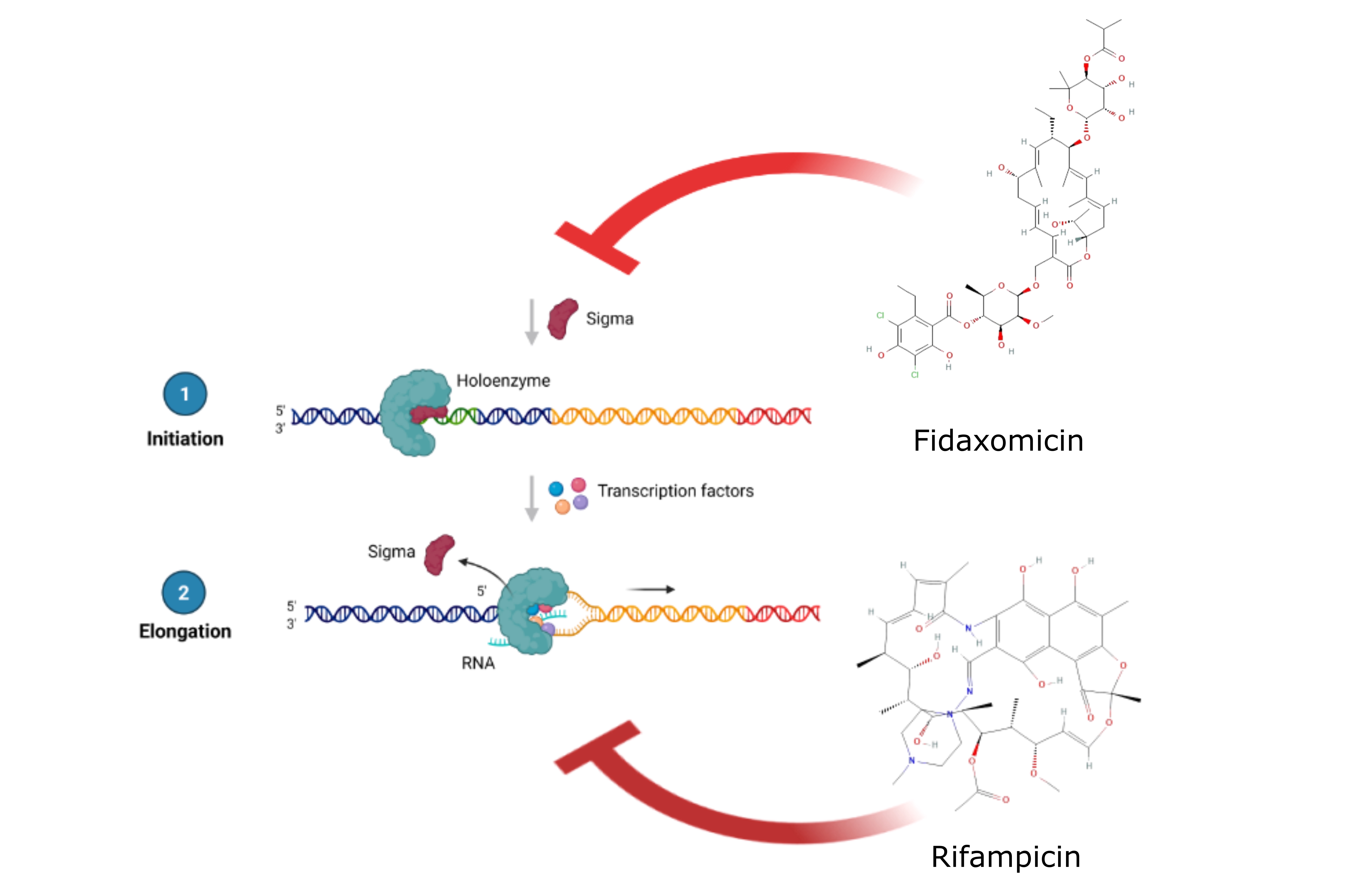 New tool to accelerate search for antibiotics against drug-resistant bacteria