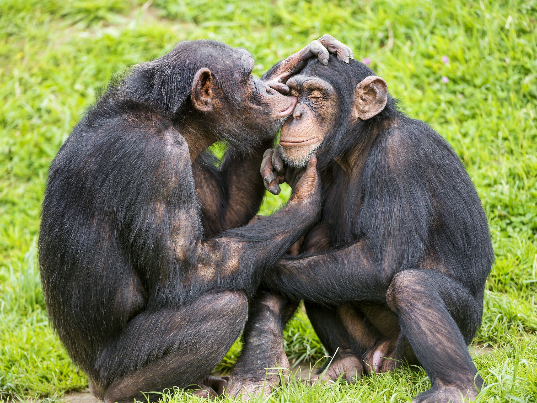 Turns out we have more in common with our simian counterparts than we previously thought. Photo: Magic of Photography // Flickr.
