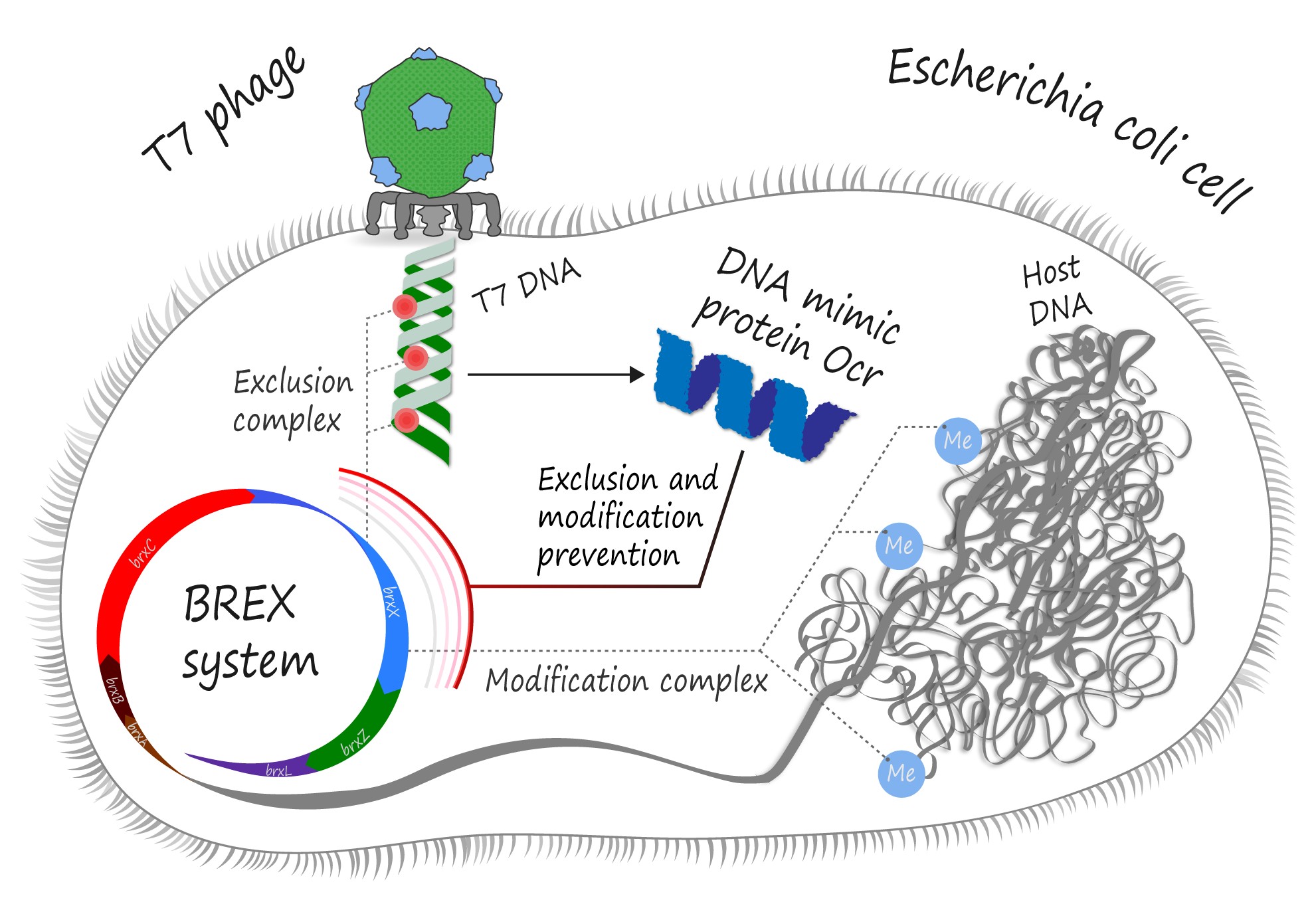 ocr-protein-vs-brex-system-4
