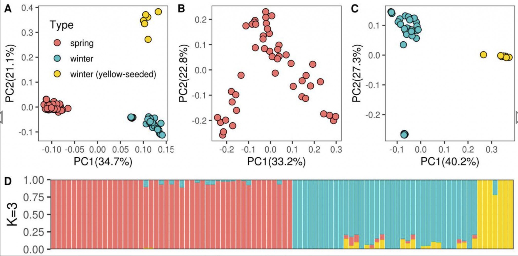 Population structure of Russian rapeseed lines. Population structure assessed using principal component analysis for the whole cohort (A), spring (B), and winter (C) types separately. Red dots correspond to spring rapeseed accessions. Blue dots correspond to winter rapeseed accessions. Yellow dots correspond to yellow-seeded winter rapeseed accessions. (D) Population clustering of rapeseed lines based on the admixture component of each accession, the bar colors correspond to the dot colors in panel A.