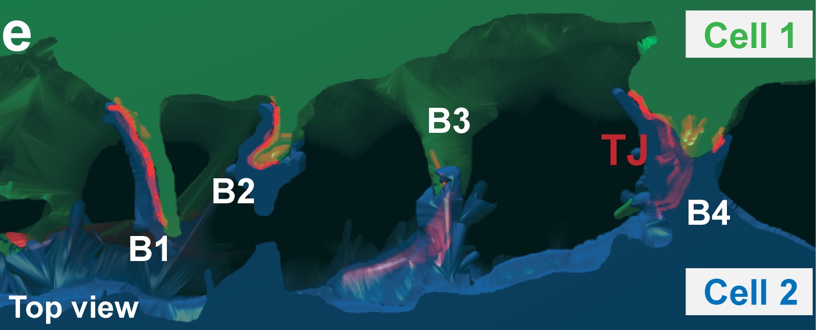 figure_3_e